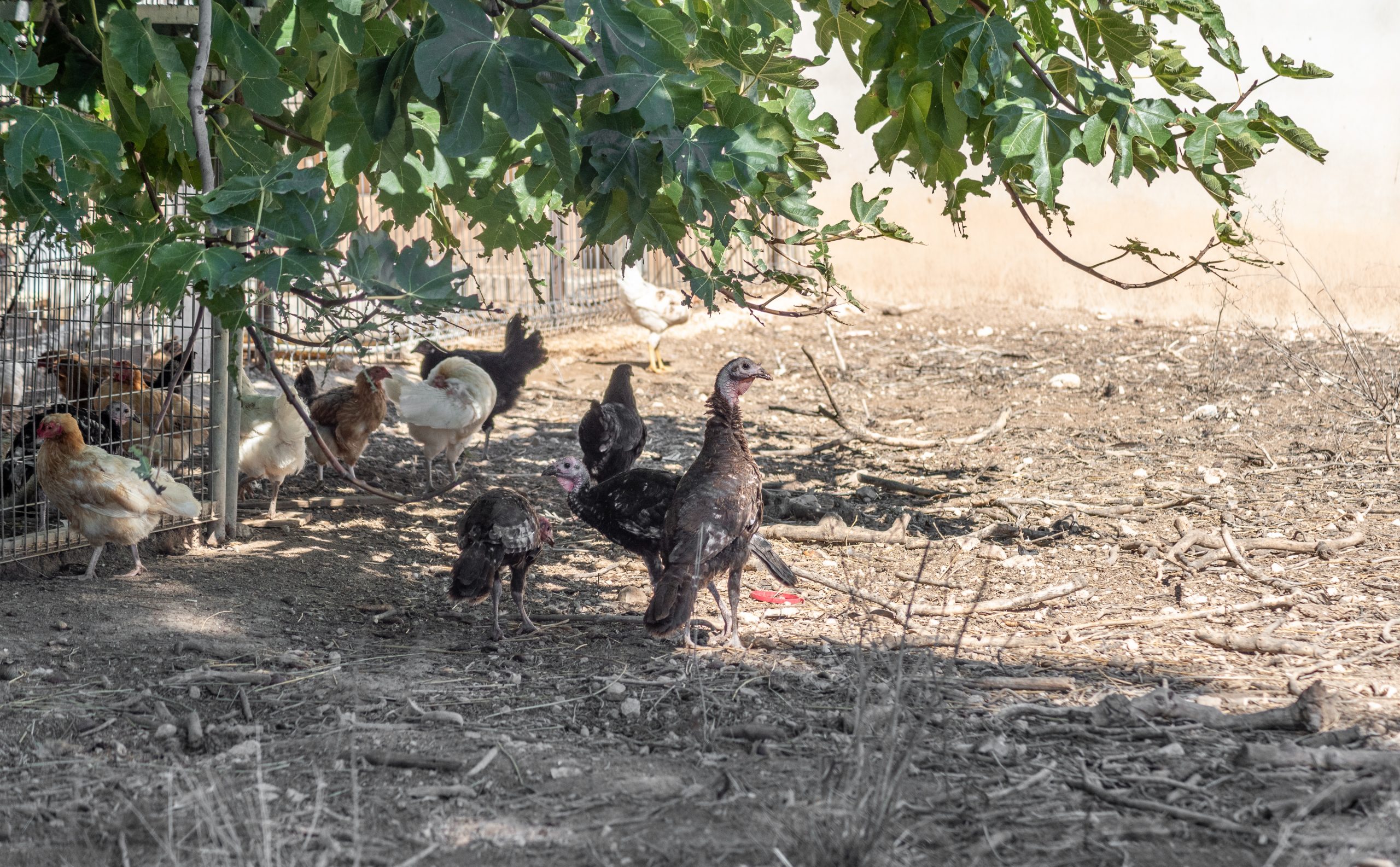 A.- Cercado Gallinas 1