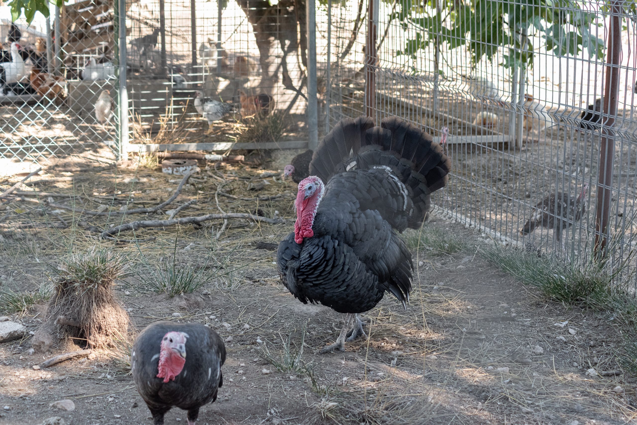 A.- Cercado Gallinas 3