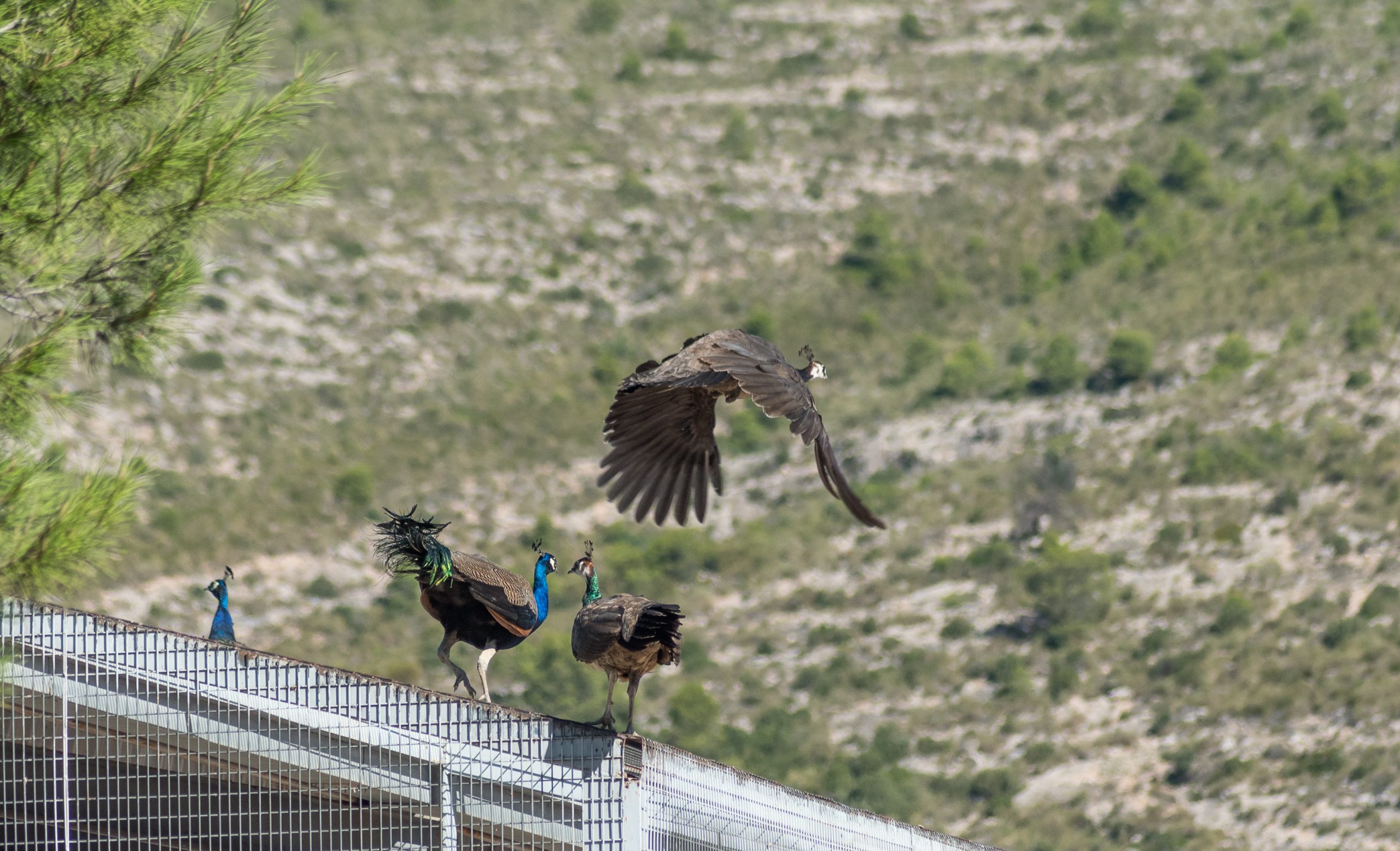 B.- Pavos reales 2