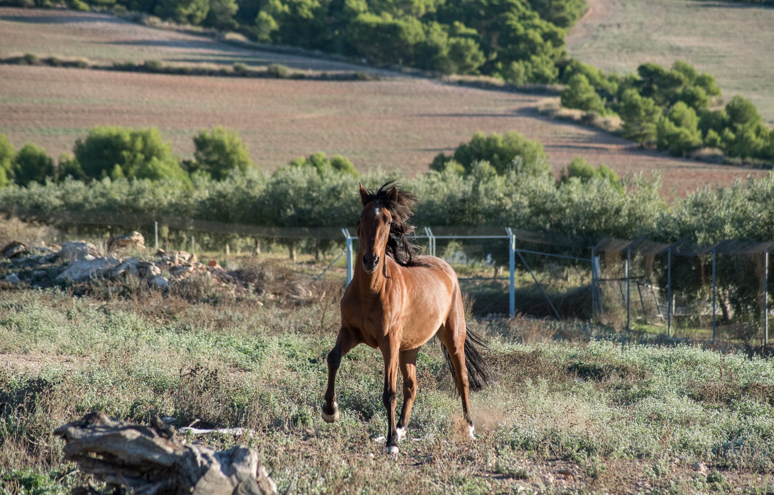 C.- Cercado Caballos 3